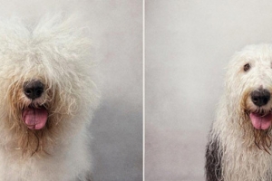 Psy przed i po kąpaniu