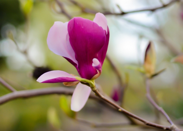 Do czego można wykorzystać magnolię?