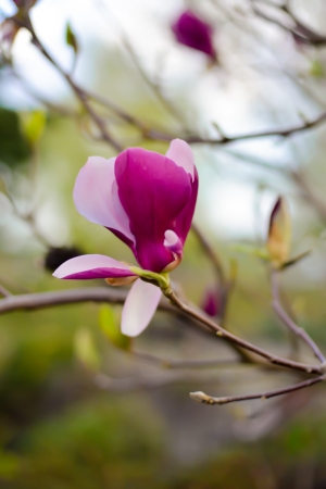 Do czego można wykorzystać magnolię?