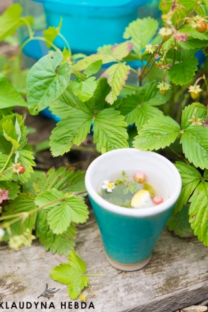 Wszystko co musisz wiedzieć o letnich herbatkach ziołowych!