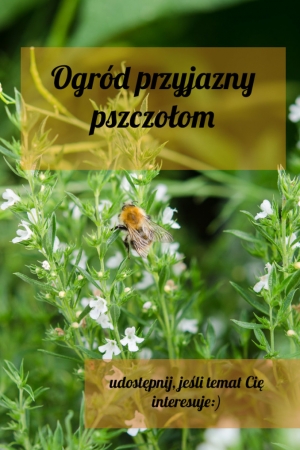 Co kochają pszczoły? Czyli kilka słów o ogrodzie przyjaznym pszczołom.