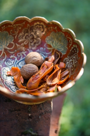 Osnówka gałki muszkatołowej – kulinarne odkrycie jesieni