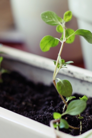 Uprawa ziół w domu – jak sadzić i pielęgnować zioła [video]