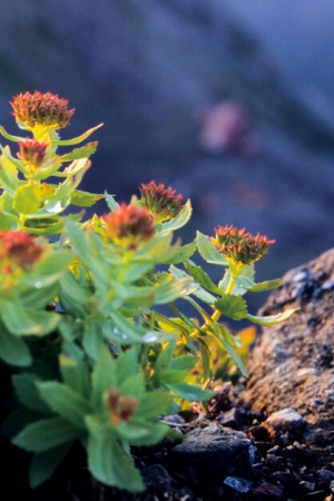 Różeniec górski – roślina o cudownych właściwościach prozdrowotnych