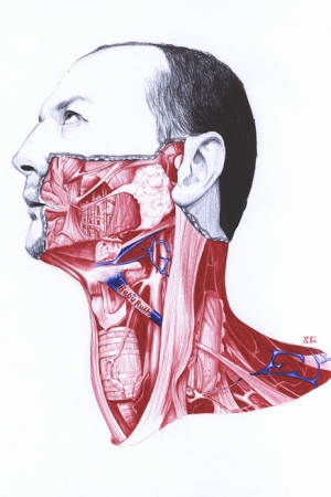 Salvatore Zanfrisco - anatomia ilustracyjna