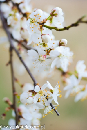 Projekt fotograficzny #Sakura. Dołączycie?