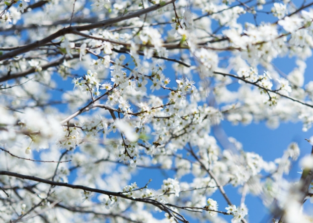 Projekt #Sakura! Nasze zdjęcia.