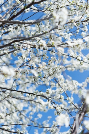 Projekt #Sakura! Nasze zdjęcia.